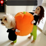 Lemmikloomade Halloweeni riietus, k&otilde;rvitsa riided, koerte Cosplay kost&uuml;&uuml;mid S