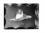 Collie Rough, Long-Haired Collie - crystal with a picture of a dog, glass statuette with a picture, unique frame with a picture from Art-Dog brand