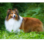 Teemanttikandid Pomeranian Dog 5D Teemantmaaling Ristpistes 20X30CM