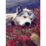 Wolf Icefield Wolf Fashion Diamants Painting Kit 30x30CM Painting 20x15CM mitmev&auml;rviline
