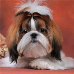 5D Teemantmaal T&auml;is&uuml;mmargune vaigukoerad Teemantkunst Ristpistes Mosaiik Loomad Rhinestones Pildid Kodukaunistus Full Round 20x20CM