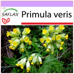 SAFLAX - Priimula - 100 seemet - Primula veris