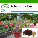 SAFLAX - Bonsai - K&otilde;rberoos - 8 seemet - Potisubstraadiga paremaks kasvatamiseks - Adenium obesum