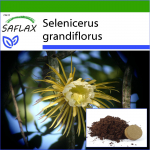 SAFLAX &ndash; &Ouml;&ouml;kuninganna &ndash; 40 seemet &ndash; Potisubstraadiga paremaks kasvatamiseks &ndash; Selenicerus grandiflorus