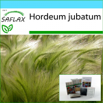 SAFLAX - Kingikomplekt - Rebasesaba oder / Orava saba - 70 seemet - Koos kinkekarbi, kaardi, etiketi ja potisubstraadiga - Hordeum jubatum