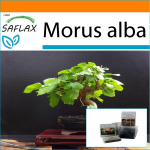 SAFLAX - Aed kotis - Bonsai - Valge mooruspuu - 200 seemet - Substraadiga sobivas p&uuml;stijas kotis - Morus alba