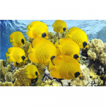 3D teemanttikandid ristpistes &uuml;mmargune kivimaaling kala Full Round 20x25CM