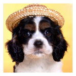 DIY 3D teemantmaaling kutsika tikandid Ristk&auml;sit&ouml;&ouml; Stitch Kodukaunistus Full Round 20x20CM