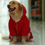 Fliisist Big Dog jakk Talvine Paks Tuulekindlad koerariided Kapuutsiga Pet Dog jope Keskmistele/Suurtele Koertele 2023 Riietus 26