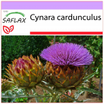SAFLAX - Cardoon / Hispaania arti&scaron;okk - 50 seemet - Cynara cardunculus