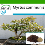 SAFLAX - Bonsai - T&otilde;eline m&uuml;rt - 30 seemet - Potisubstraadiga paremaks kasvatamiseks - Myrtus communis