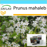 SAFLAX - Kingikomplekt - Mahalebi kirss - 30 seemet - Kinkekarbi, kaardi, etiketi ja potisubstraadiga - Prunus mahaleb