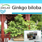 SAFLAX - Kingikomplekt - Bonsai - Neitsikarva puu - 4 seemet - Koos kinkekarbi, kaardi, etiketi ja potisubstraadiga - Ginkgo biloba