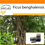 SAFLAX - Aed kotis - India Banyan Tree - 20 seemet - Substraadiga sobivas p&uuml;stises kotis - Ficus benghalensis