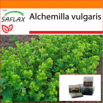 SAFLAX - Aed kotis - Lady's Mantle - 100 seemet - Substraadiga sobivas p&uuml;stises kotis - Alchemilla vulgaris