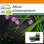 SAFLAX - Aed kotis - Mahe - Murulauk - 250 seemet - Substraadiga sobivas p&uuml;stijas kotis - Allium schoenoprasum