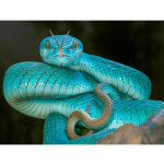 DIY Painting Teemanttikandid Blue Snakes 5D Mosaic Crosstitch Full Round 20x30CM
