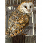 DIY &Ouml;&ouml;kull 5D Teemantmaal T&auml;isringi puur Ristpistes joonisfilm Loomade Teemanttikandid Rhinestones Mosaiik Kodukaunistus Full Round 20x30CM