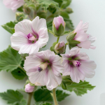 150 Graines de Guimauve Officinale