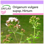 SAFLAX &ndash; Kreeka pune &ndash; 600 seemet &ndash; Origanum vulgare