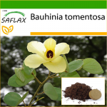SAFLAX &ndash; Kollane orhideepuu &ndash; 30 seemet &ndash; Potisubstraadiga paremaks kasvatamiseks &ndash; Bauhinia tomentosa