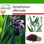 SAFLAX - Comfrey - 15 seemet - Potisubstraadiga paremaks kasvatamiseks - Symphytum officinale