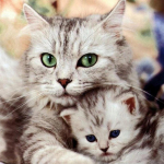 Teemantmaaling kasside ja kassipoegade ristpistes kividest n&auml;put&ouml;&ouml; Teemanttikandid t&auml;isteemant Full Round 20x20CM