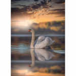 DIY teemantmaaling luiged ilusas vaates T&auml;isringi puur Teemanttikandid Luik Loom Rhinestones Pildid K&auml;sit&ouml;&ouml;komplekt Full Round 20x30CM