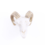 Akvaarium Akvaariumi kaunistused Veetaimed Haljastus dinosaurus Dodo ninasarvik Lambavaik Kolju Loom Kolju Pea Kodukaunistus antiikne valge v&auml;rv