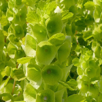 Bluebells Iiri lilleseemned aeda