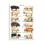 Lehm lihuniku kuju Loomakuju veiseliha l&otilde;ikamiseks Liha l&otilde;uendiseinakunst P&otilde;hjamaade HD-tr&uuml;kised Plakat Dekoratiivne maal Magamistoa pildid 30X40CM No Frame