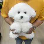 Armas simulatsiooniga lokkis koer Bichon koer Plush m&auml;nguasi Kawaii p&auml;ris elu plush m&auml;nguasjad t&uuml;druku s&uuml;nnip&auml;eva t&uuml;druks&otilde;bra kingitus aksessuaarid