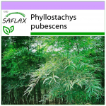 SAFLAX &ndash; Moso Bamboo &ndash; 20 seemet &ndash; Phyllostachys pubescens
