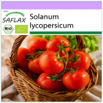 SAFLAX &ndash; Mahe &ndash; Tomat &ndash; Berner Rose &ndash; 10 seemet &ndash; Solanum lycopersicum