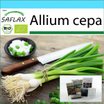 SAFLAX - Kinkekomplekt - Orgaaniline - Salatisibul - Valge Lissabon - 150 seemet - Kinkekarbi, kaardi, etiketi ja potisubstraadiga - Allium cepa