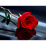 5D DIY Maalimine T&auml;is&uuml;mmargune lilleline roosikomplekt Tikand Mosaiik Kunst Pilt Ristpistes Seinakleebis Kingitus Kodukaunistus Full Round 20x30CM