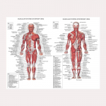 Anatoomilise lihass&uuml;steemi plakat Inimkeha anatoomia diagramm Meditsiiniline hariduslik l&otilde;uend koolide sisekujunduseks 40x50cm