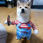 Naljakas Halloweeni koerakost&uuml;&uuml;m v&auml;ikestele keskmistele koertele kassidele Reguleeritav kutsika cosplay pidu prantsuse buldogi chihuahua lemmikloomade riided XS（old）