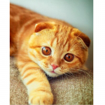 Teemanttikandid Mosaiik Kingitus 5D Teemantmaal Ristpistes Armas oranž kass Teemantseinakunstid 20X30CM