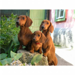 T&auml;ielik 5D Teemantmaaling Kolm kutsikat Teemanttikandid T&auml;ielik ristpistes Kodukaunistus K&auml;sitsi valmistatud kingitus 20x30cm