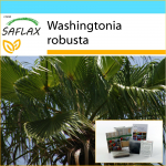 SAFLAX &ndash; kinkekomplekt &ndash; Mehhiko puuvillapalm &ndash; 12 seemet &ndash; kinkekarbi, kaardi, etiketi ja potisubstraadiga &ndash; Washingtonia robusta