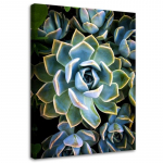L&otilde;uenditr&uuml;kk Succulent Flowers Plant 40x60 roheline