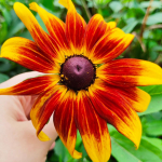 Rudbeckia bicolor Rotacea seemned 1g - VILMORIN