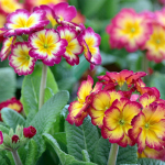 Priimula lilleseemned aeda 0,2g