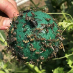 Drosophila peibutuspall, puuviljak&auml;rbsel&otilde;ks, kleepuv putukapall, tsitrusviljade k&auml;rbsek&auml;rbes, kollane roheline s&auml;&auml;sepall, putukal&otilde;ks 1pcs roheline