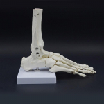 W89C Inimese Jala Liigese Skeleti Mudel PVC Jala Liigese Skeleti Mudel &Otilde;petamiseks Kliinilisteks Demonstratsioonideks ja Anatoomia Uuringuteks China Mainland