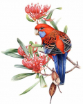 5D Diamant Bird Teemanttikandid Multifilm Mosaiik Kaunista Broderies Teemantmaal 20X30