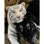 Tiger Anime kohandatud teemantv&auml;rvimine t&auml;ispuur, 35x45 cm seinakaunistus 20x15CM mitmev&auml;rviline