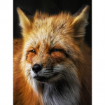Uus 5D DIY Teemantmaal Red Fox Teemanttikandid Loomad Ristpistes T&auml;is&uuml;mmargune puur Kodukaunistus K&auml;sitsi Kunst Kingitus Full Round 20x30CM
