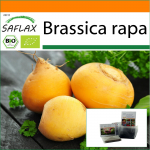 SAFLAX - Aed kotis - Mahe - Naeris - Goldana - 500 seemet - Substraadiga sobivas p&uuml;stises kotis - Brassica rapa